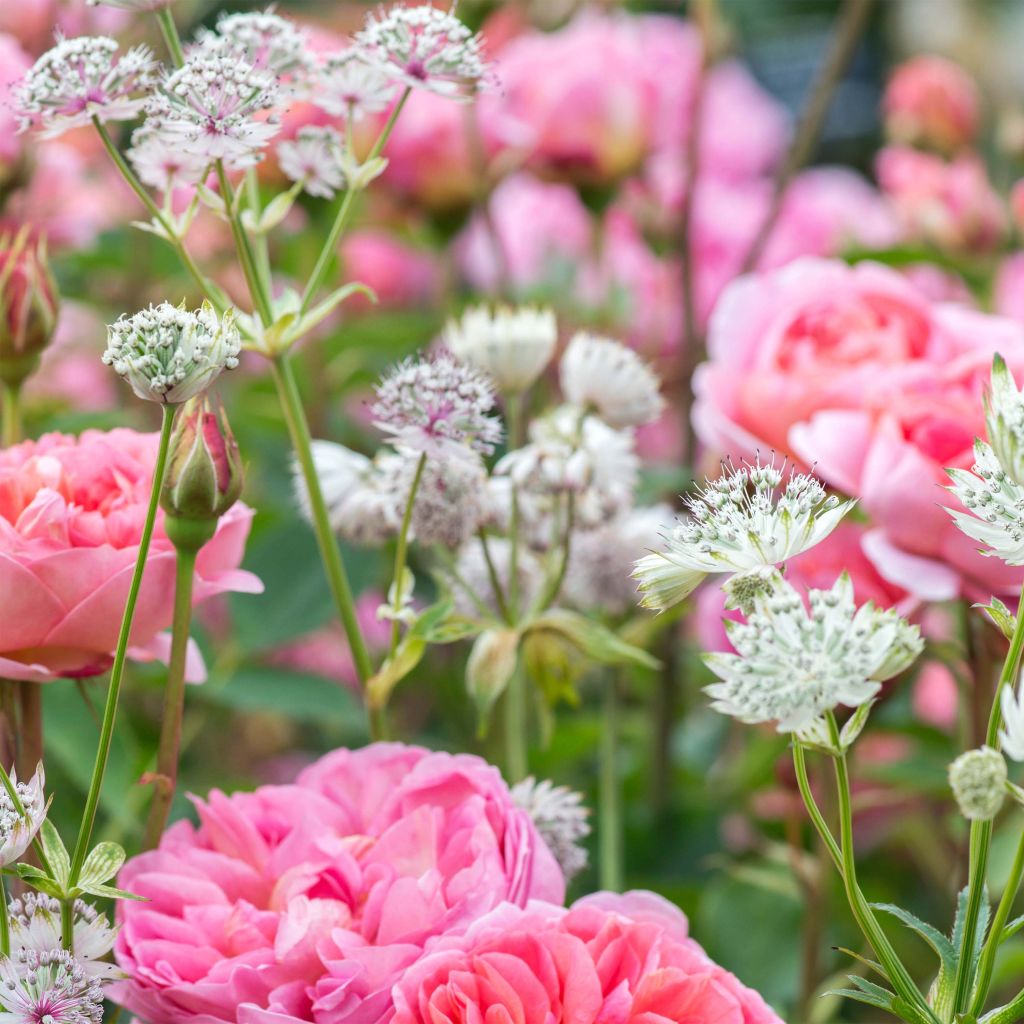 Astrantia major