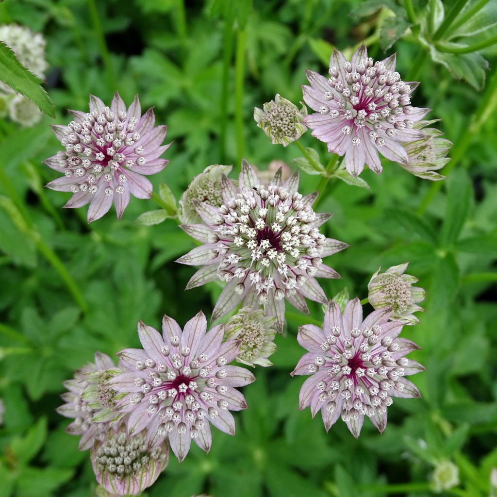 Astrantia major