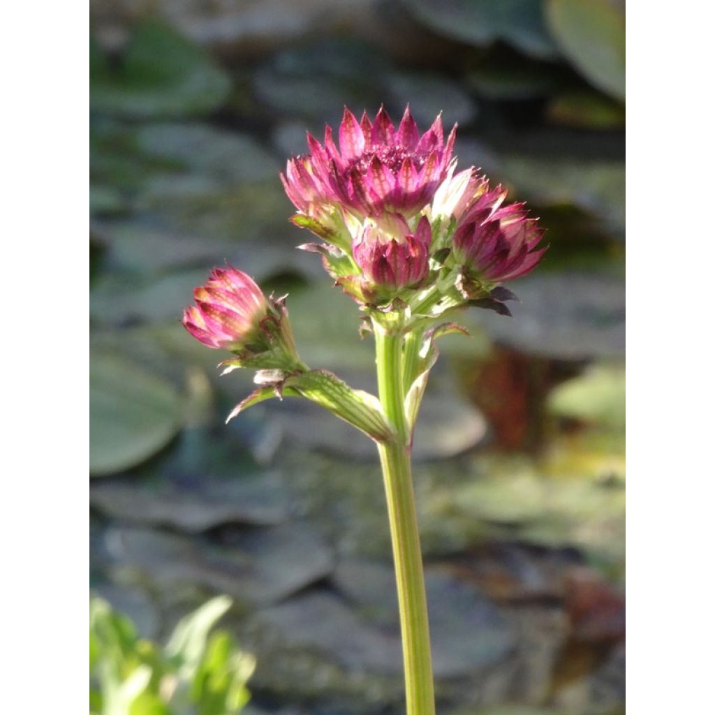 Astrantia major Roma