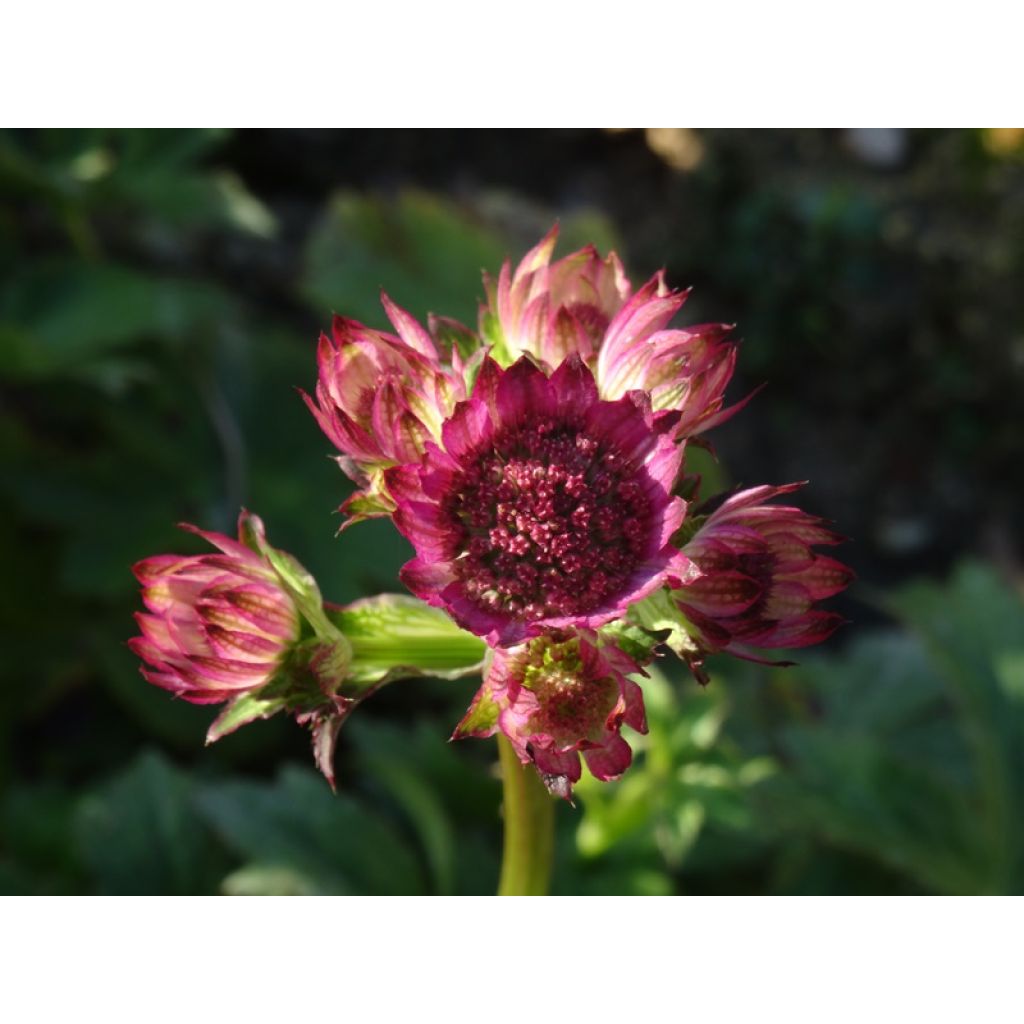 Astrantia major Roma