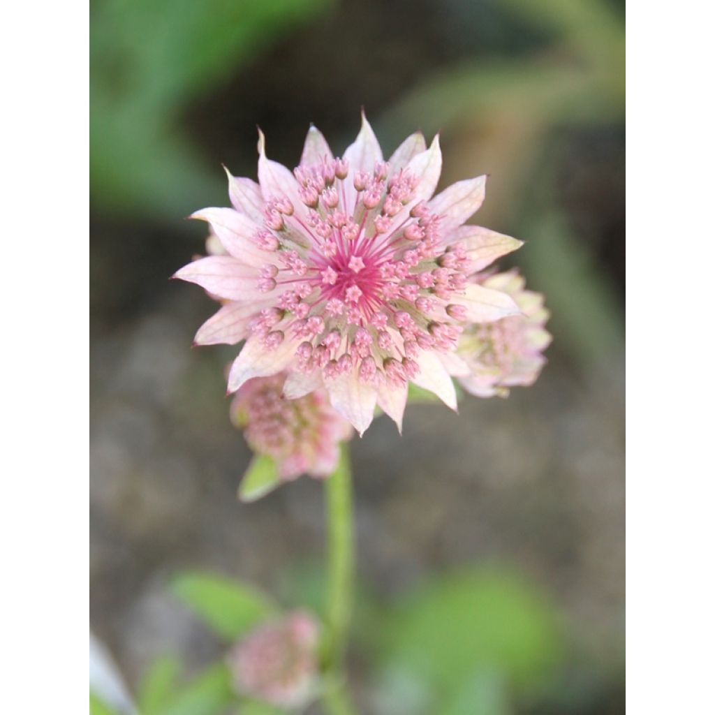 Astrantia major Rosea