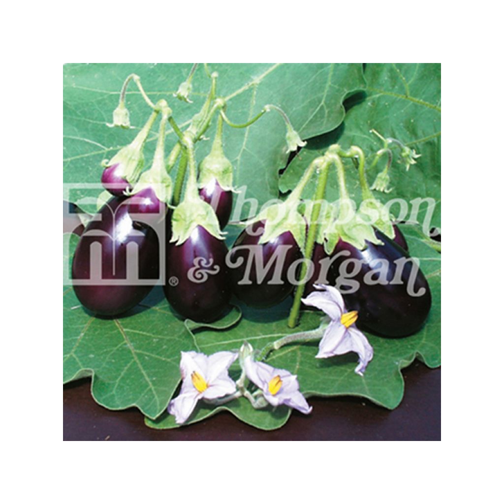 Melanzana Ophelia F1