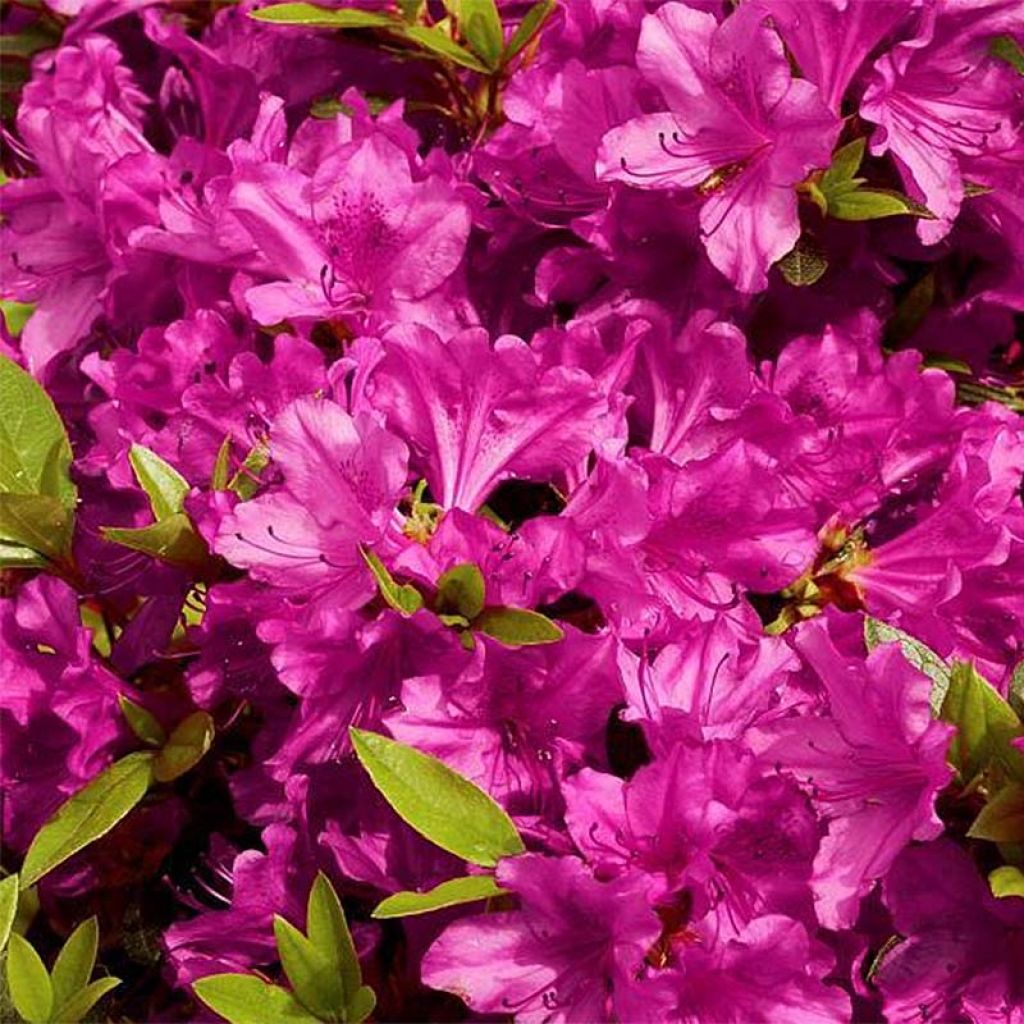 Azalea Purple Splendor