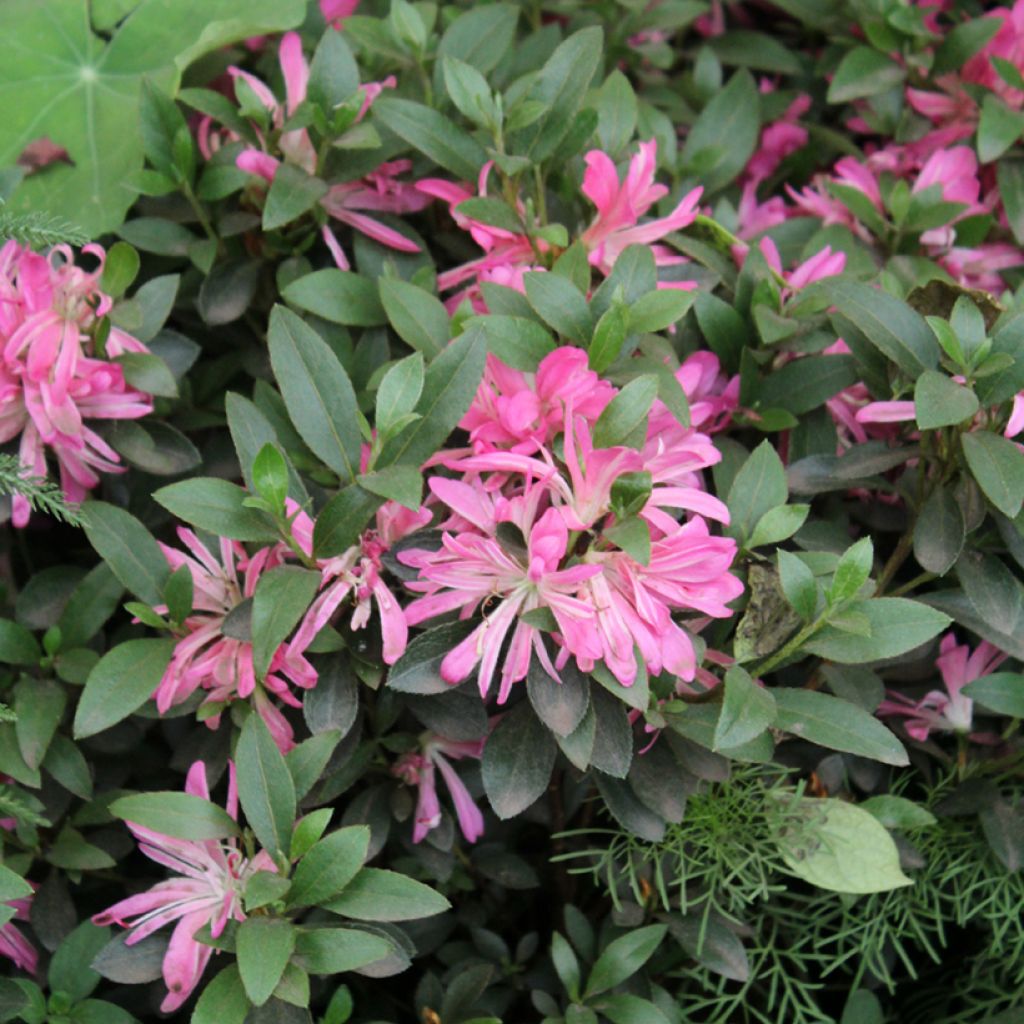 Azalea japonica Pink Star