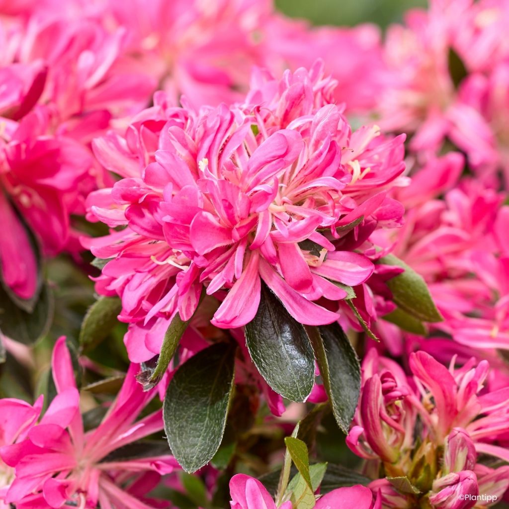 Azalea japonica Pink Star