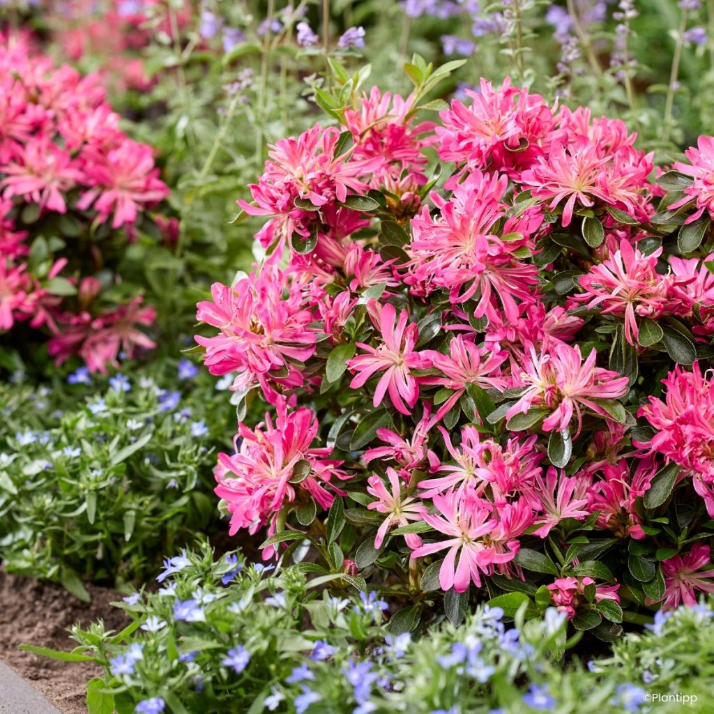 Azalea japonica Pink Star