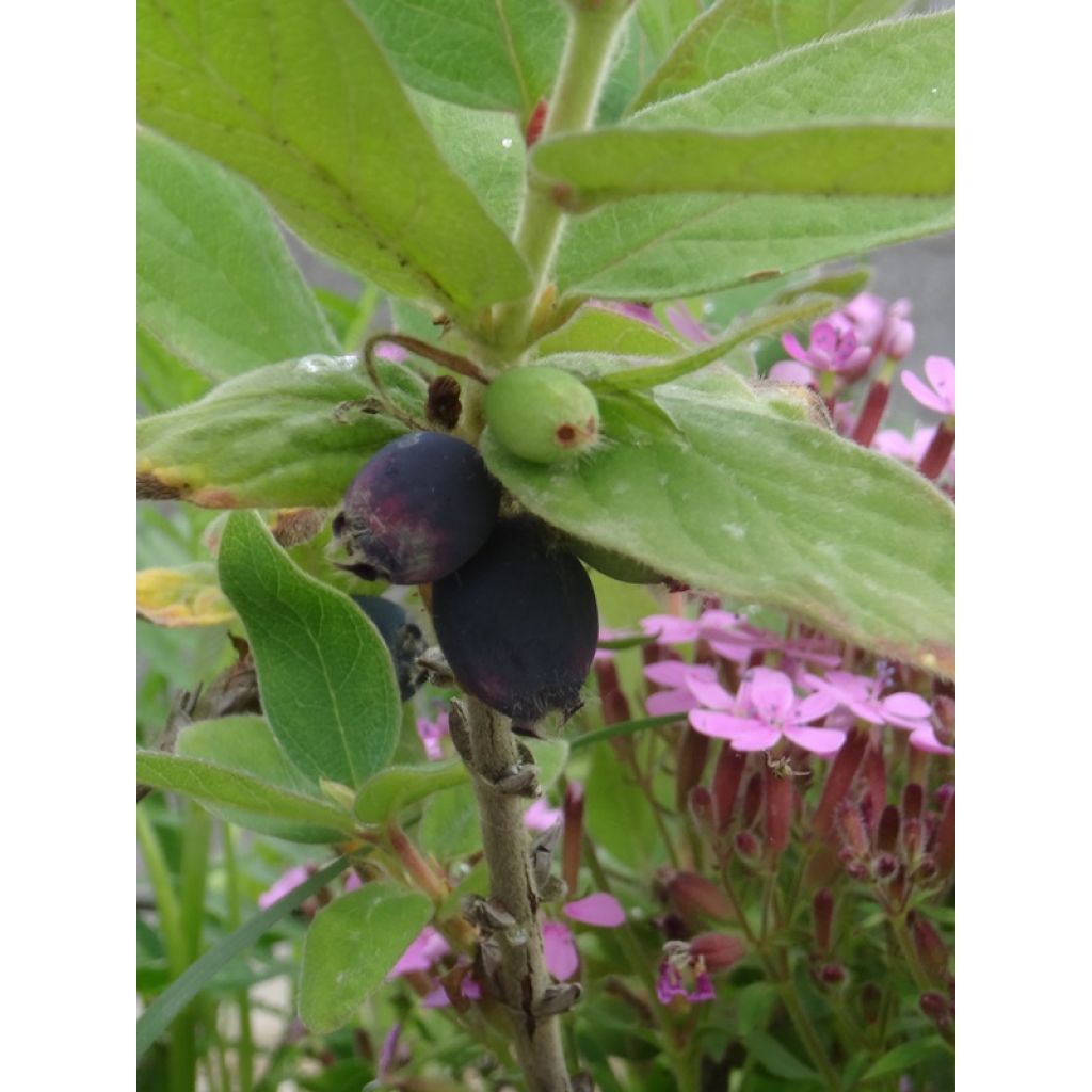 Mirtillo siberiano - Lonicera kamtschatica