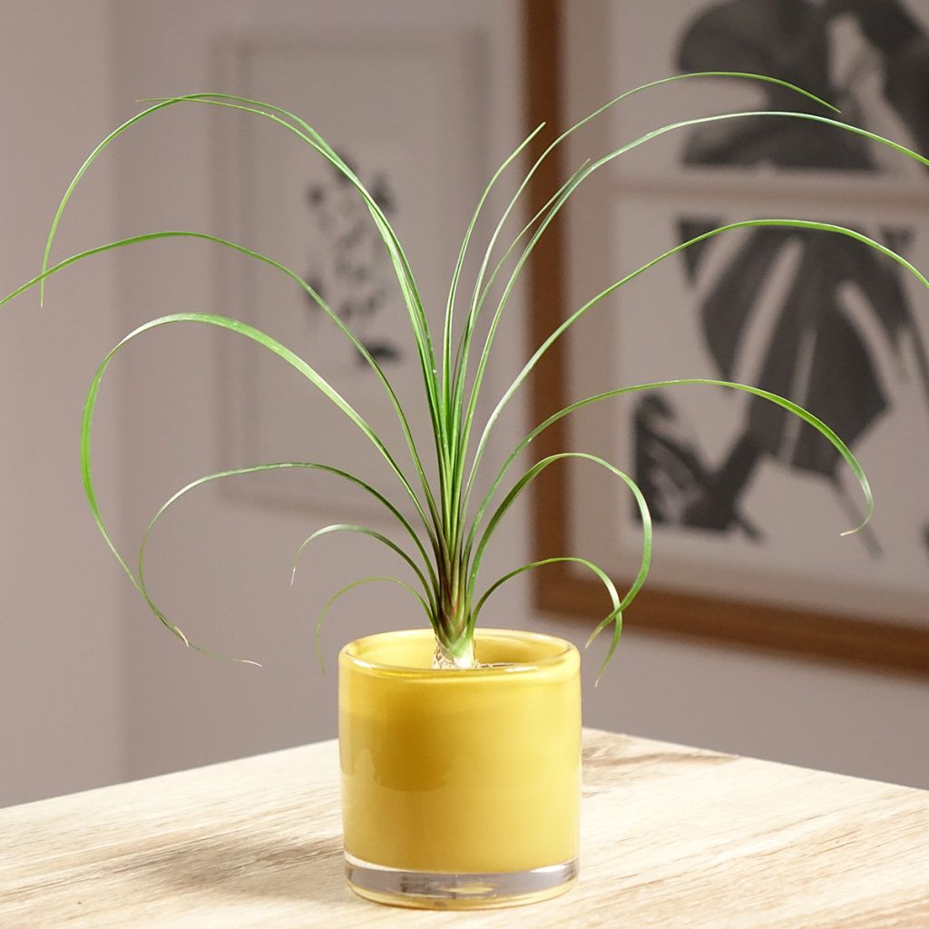 Beaucarnea recurvata - Pianta mangiafumo