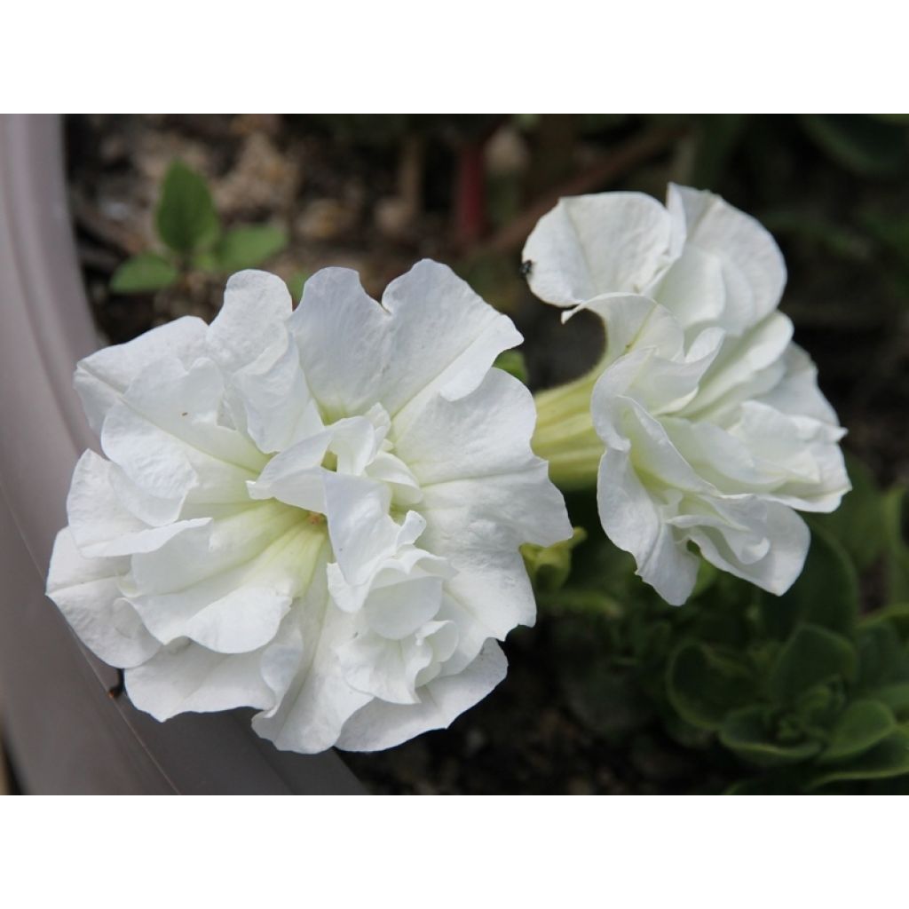 Surfinia Tumbelina Diana