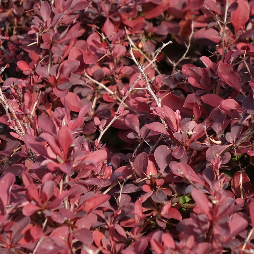 Berberis thunbergii Golden Ring - Crespino giapponese
