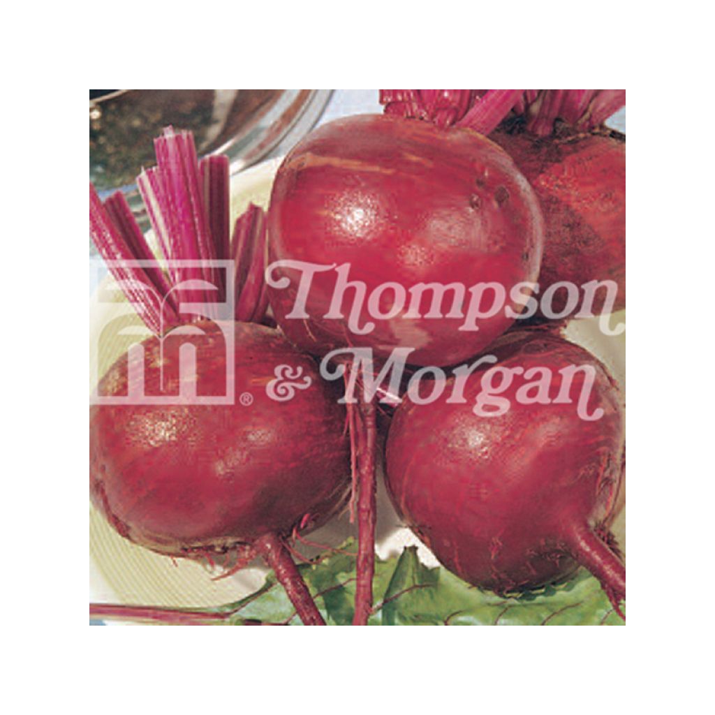 Barbabietola rossa Detroit 2 Crimson Globe