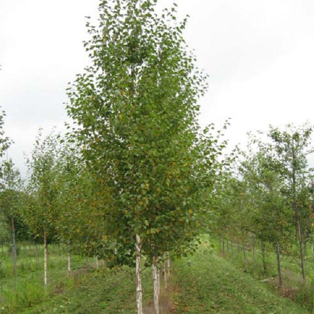 Betula nigra Heritage - Betulla nera