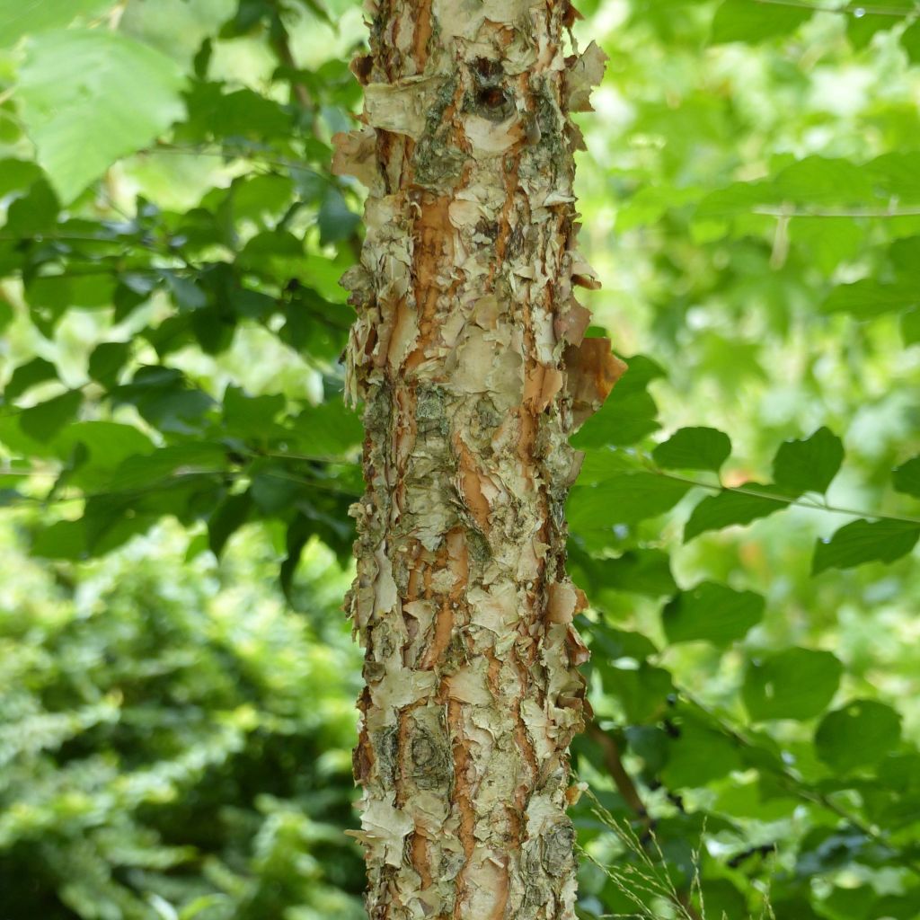 Betula nigra Heritage - Betulla nera
