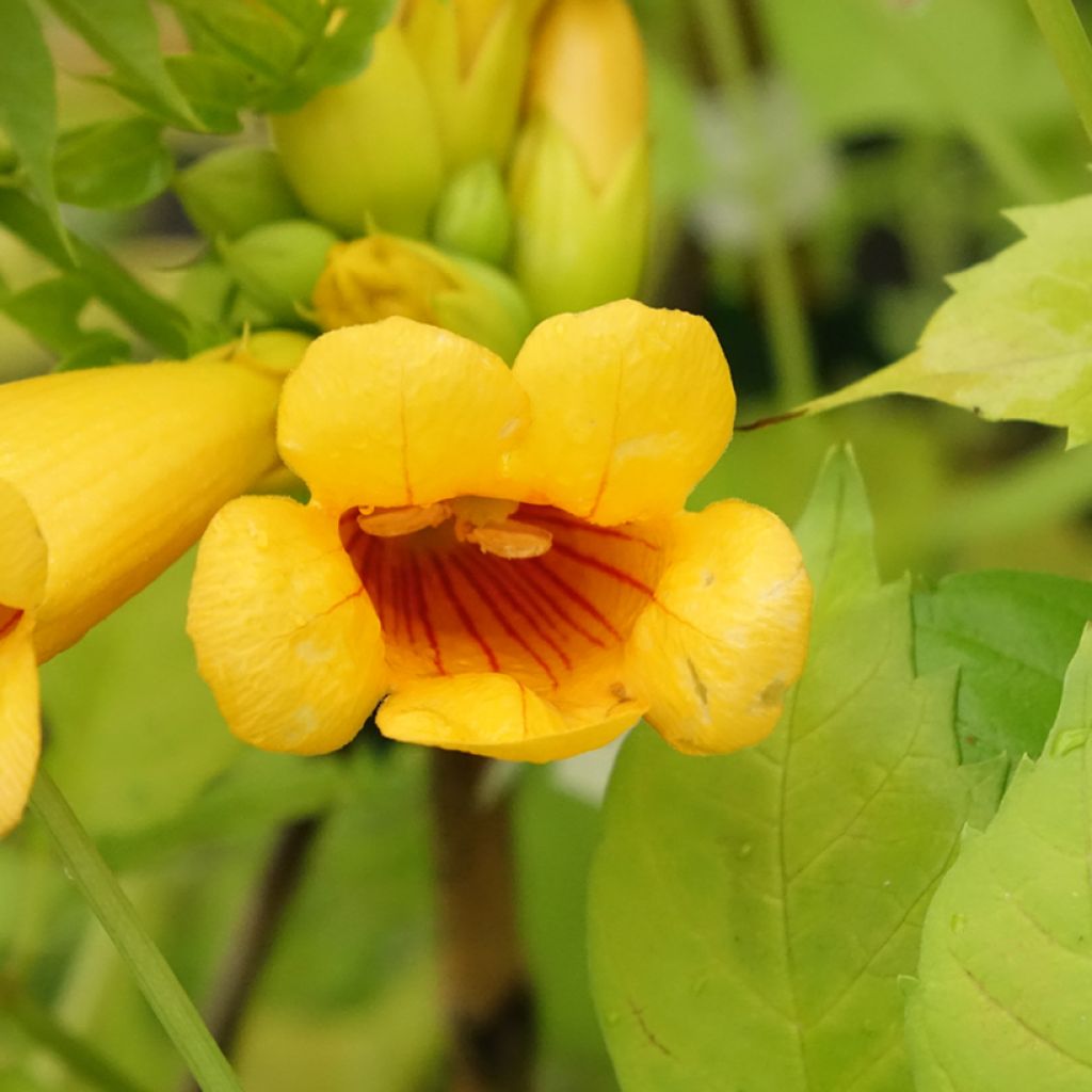 Campsis tagliabuana Golden Trumpet - Bignonia