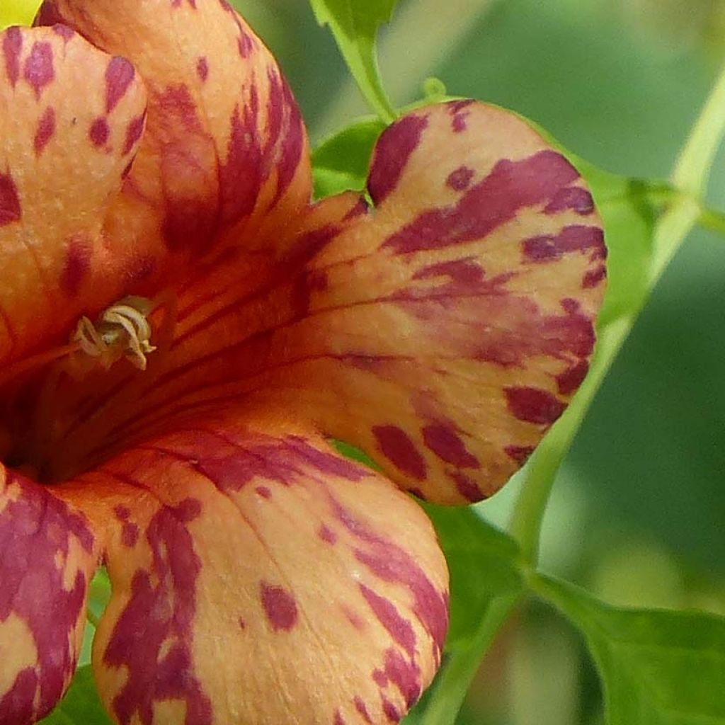 Campsis tagliabuana Orangeade - Bignonia