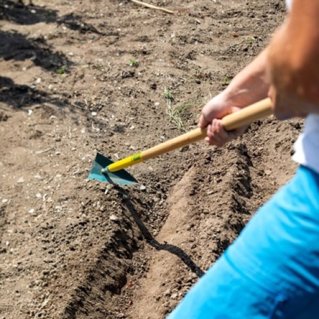 Zappa giapponese Leborgne NaturOvert