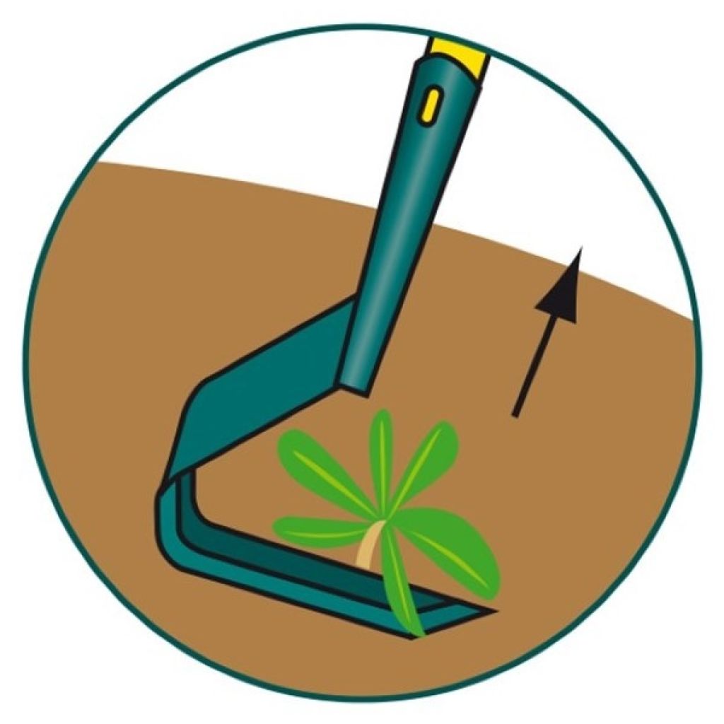 Zappa a lama a V Leborgne NaturOvert