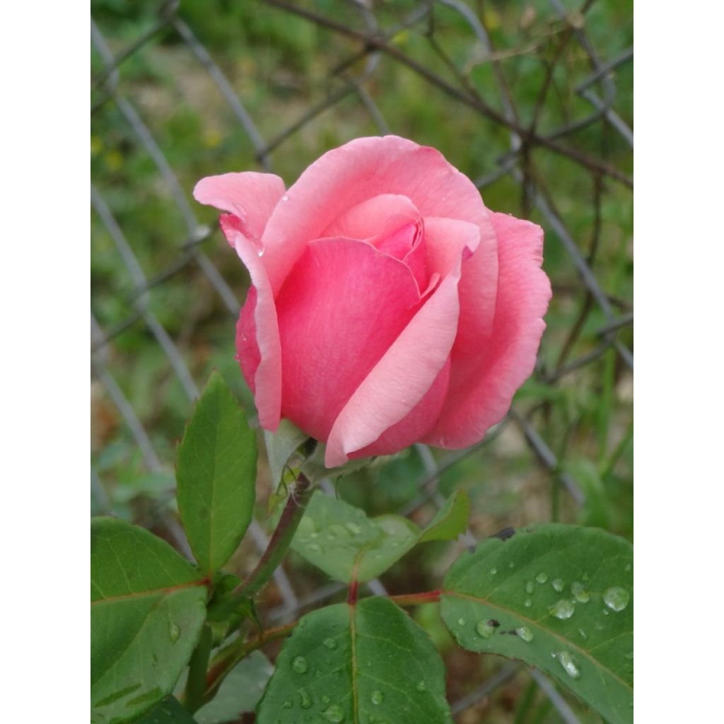 Rosa Queen Elisabeth