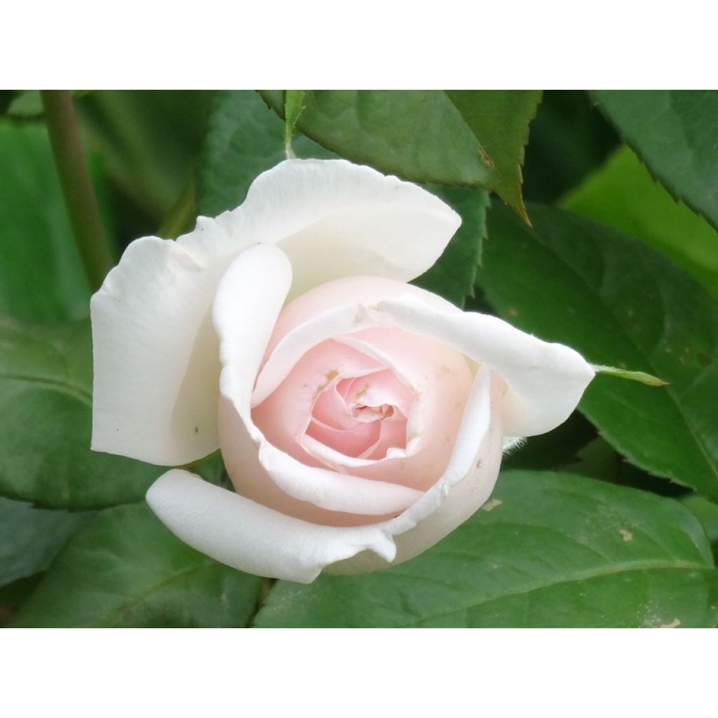 Rosa Prince Jardinier - Rose ibrida di tea