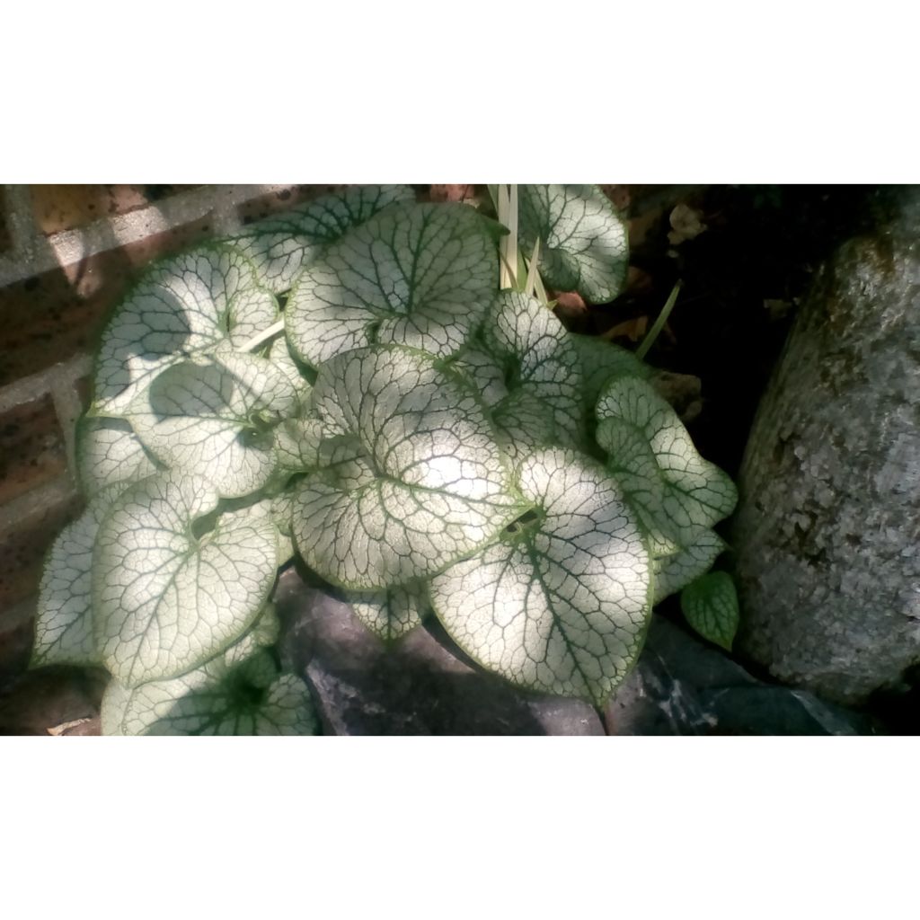Brunnera macrophylla Jack Frost