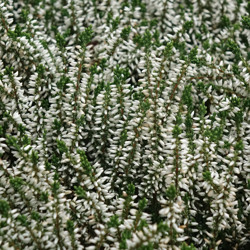 Calluna vulgaris Garden Girls Helena - Brugo