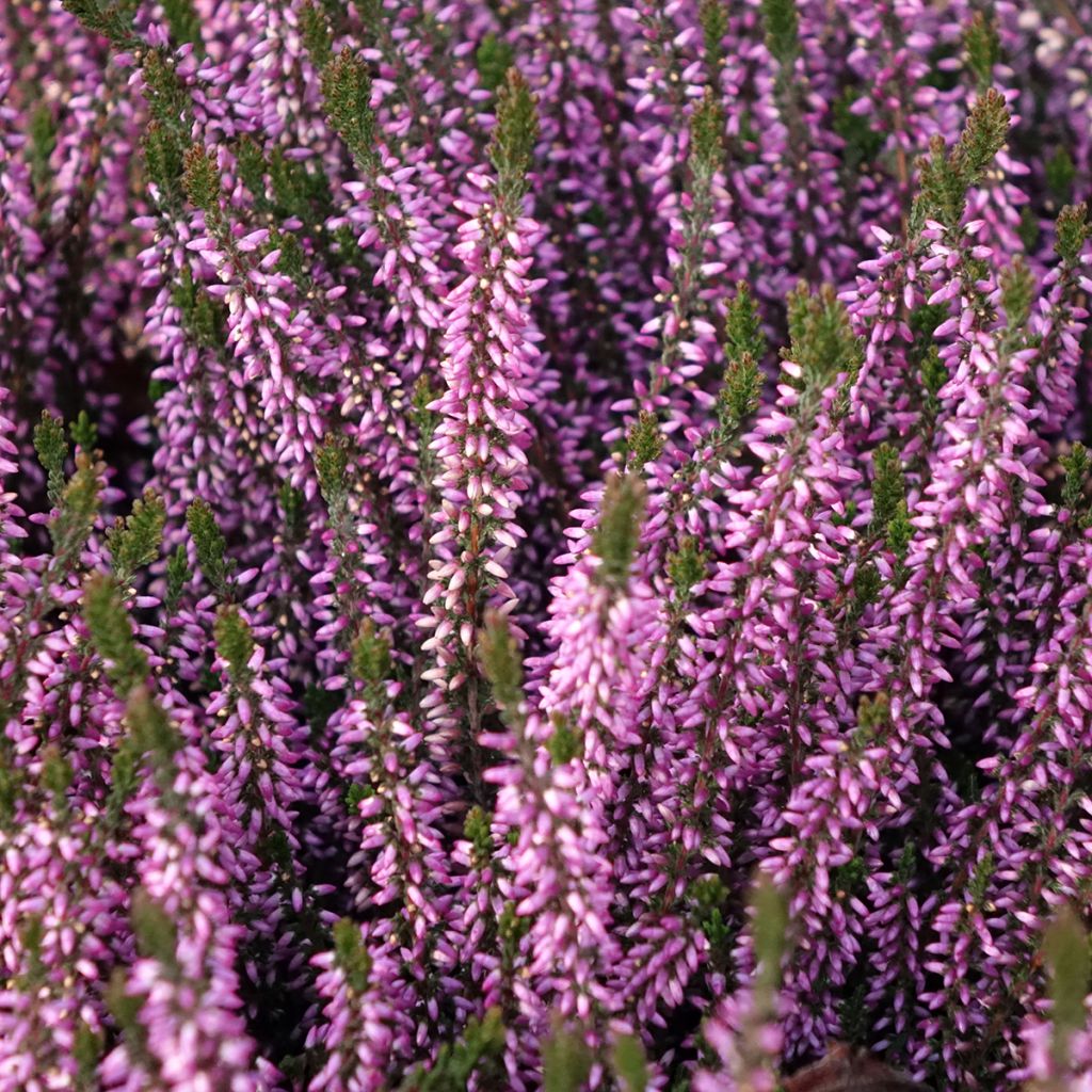 Calluna vulgaris Garden Girls Lilli - Brugo