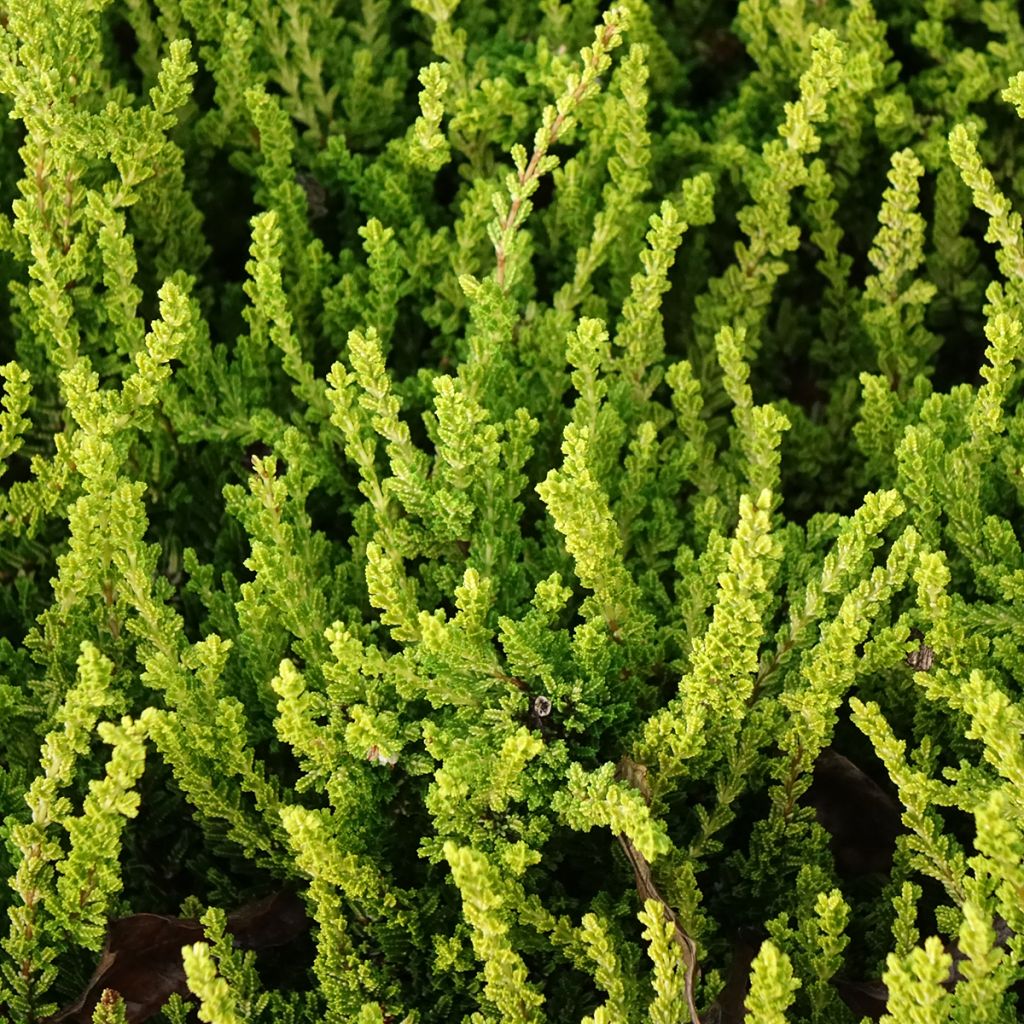 Calluna vulgaris Garden Girls Zeta - Brugo