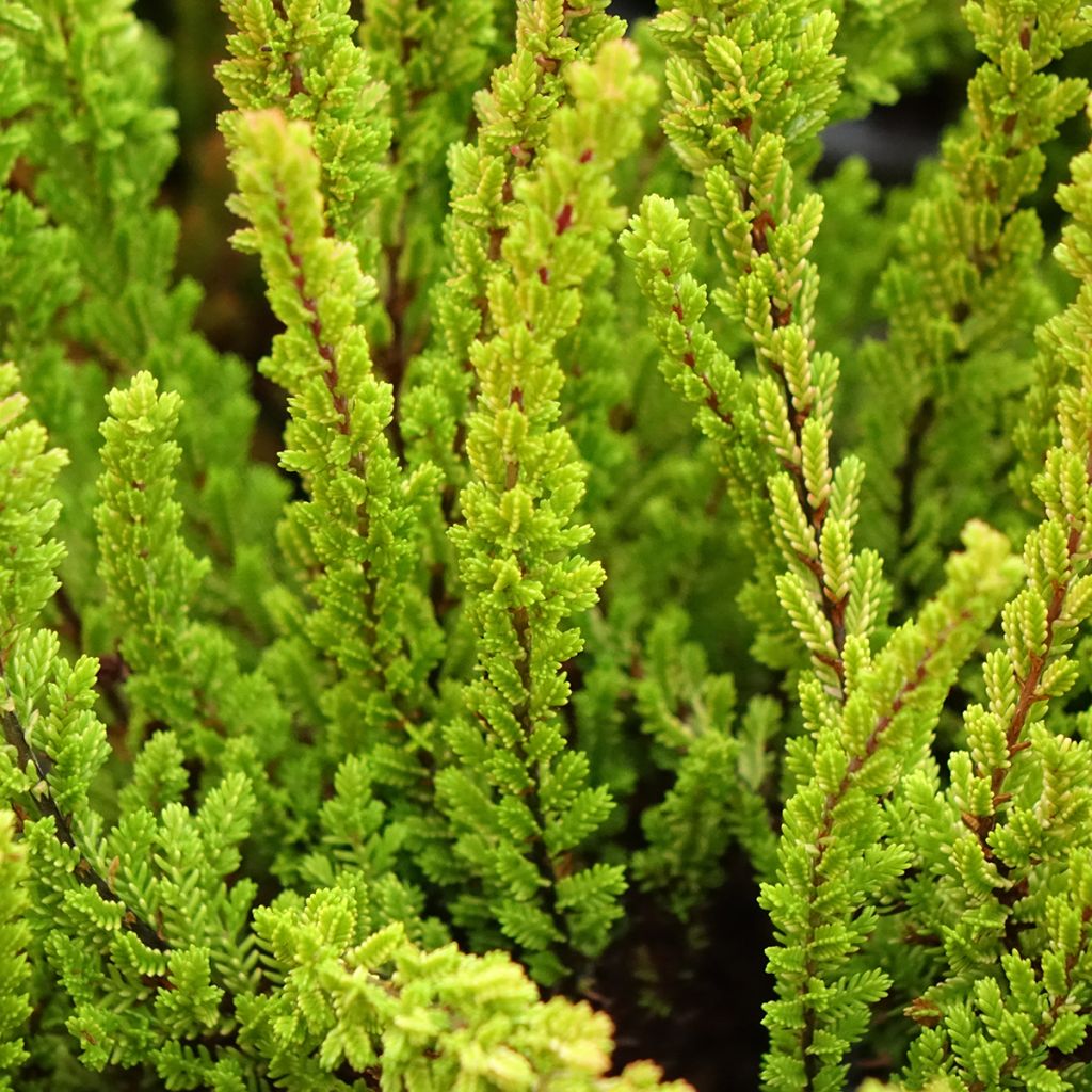Calluna vulgaris Garden Girls Zoe - Brugo