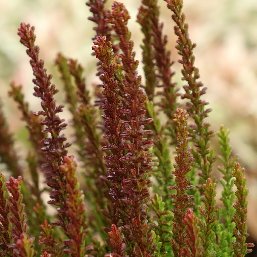 Calluna vulgaris Garden Girls Zorina - Brugo