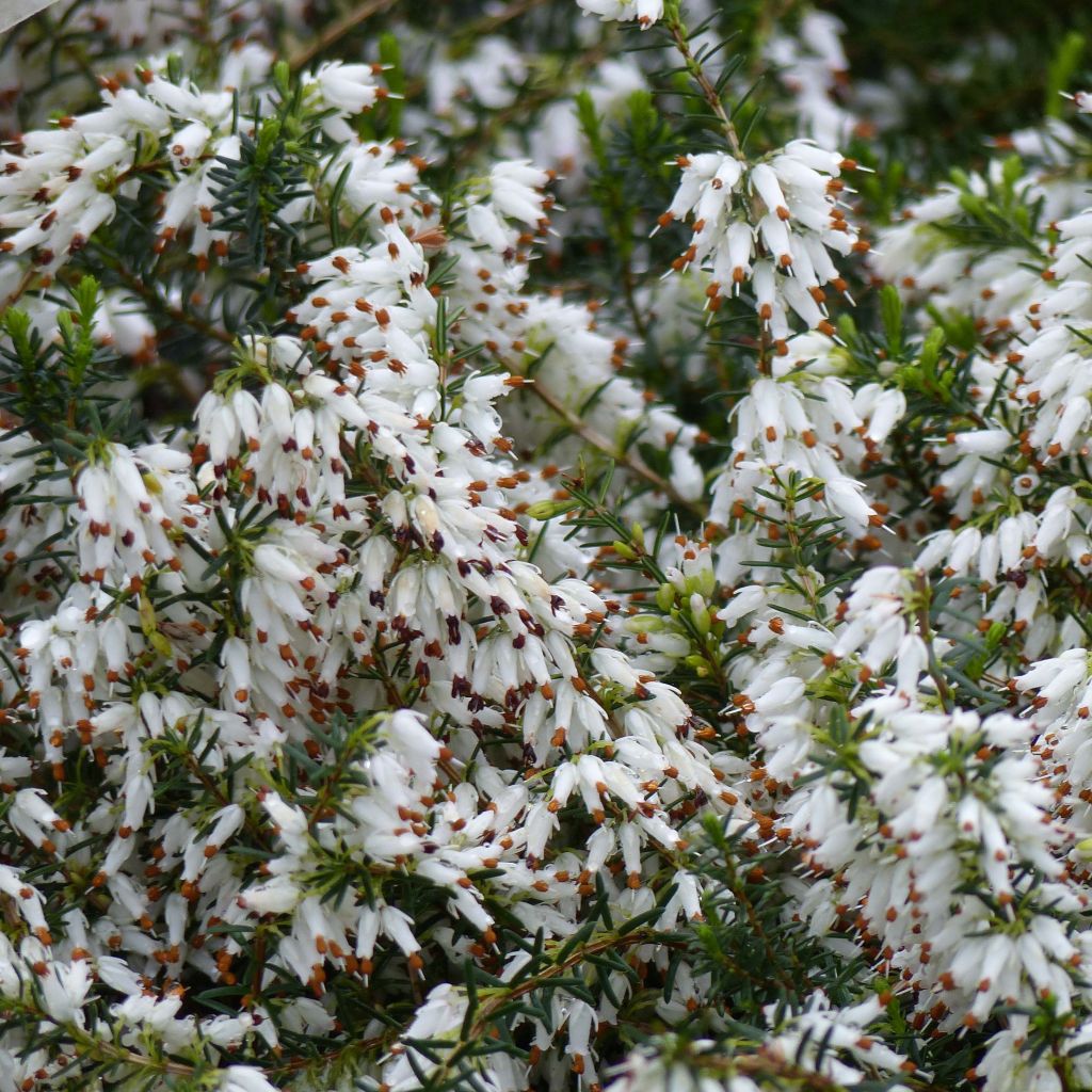 Erica carnea Springwood White