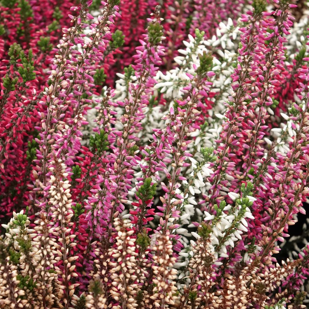 Calluna vulgaris Garden Girls Trio Mix - Brugo