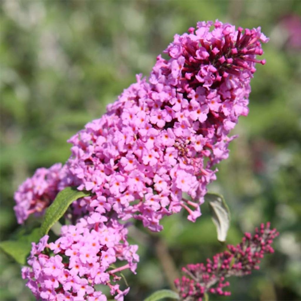 Albero delle farfalle Pink Delight