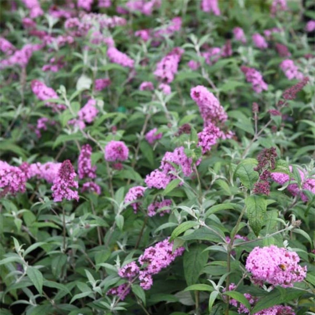Albero delle farfalle Pink Delight