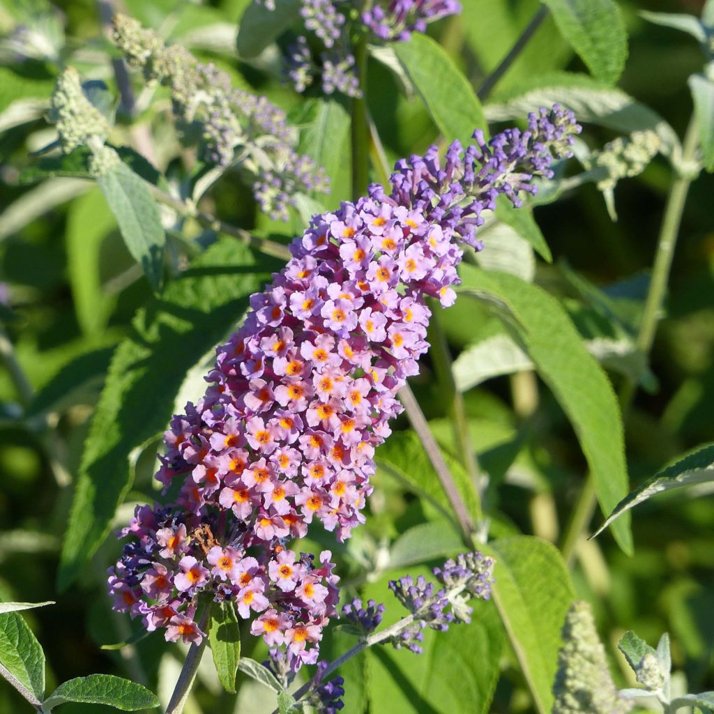 Albero delle farfalle Flower Power