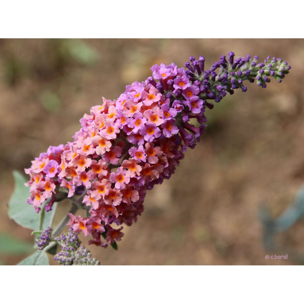 Albero delle farfalle Flower Power