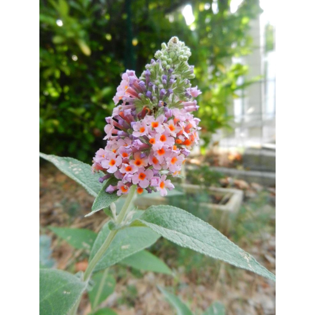 Albero delle farfalle Flower Power