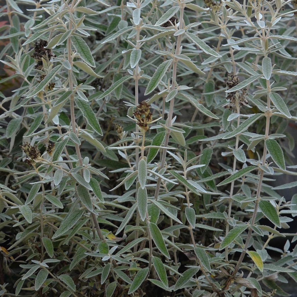 Albero delle farfalle Silver Anniversary
