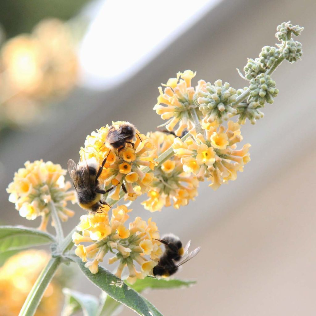 Buddleja weyeriana Sungold - Albero delle farfalle