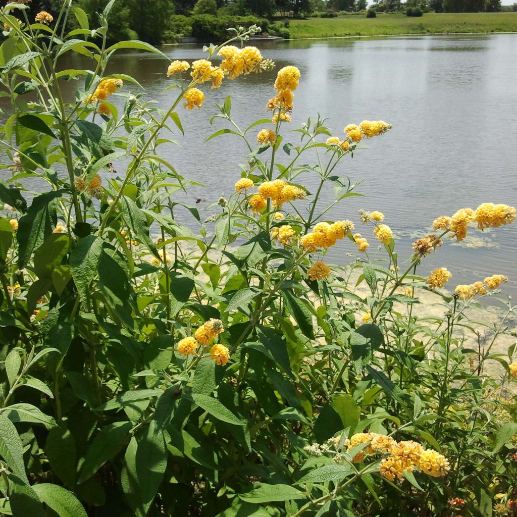 Buddleja weyeriana Sungold - Albero delle farfalle