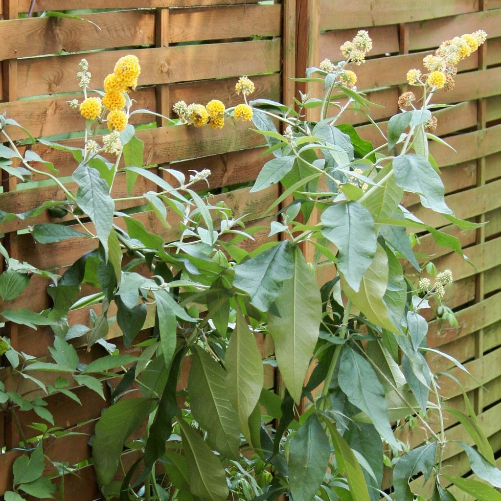 Buddleja weyeriana Sungold - Albero delle farfalle
