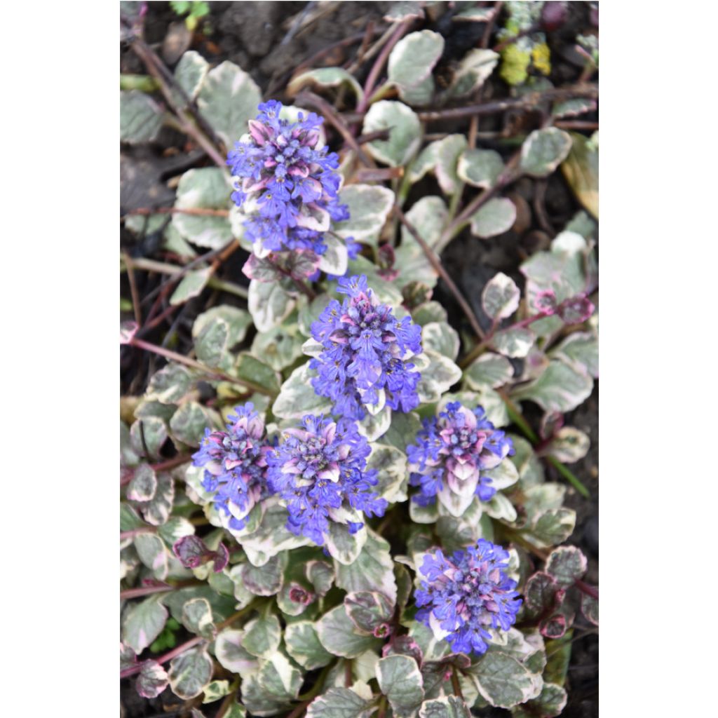Ajuga reptans Burgundy Glow - Bugola