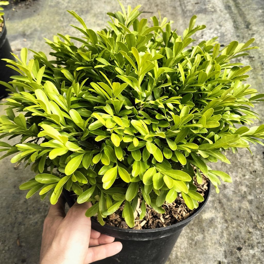 Buxus sinica var. insularis Mipo - Bosso
