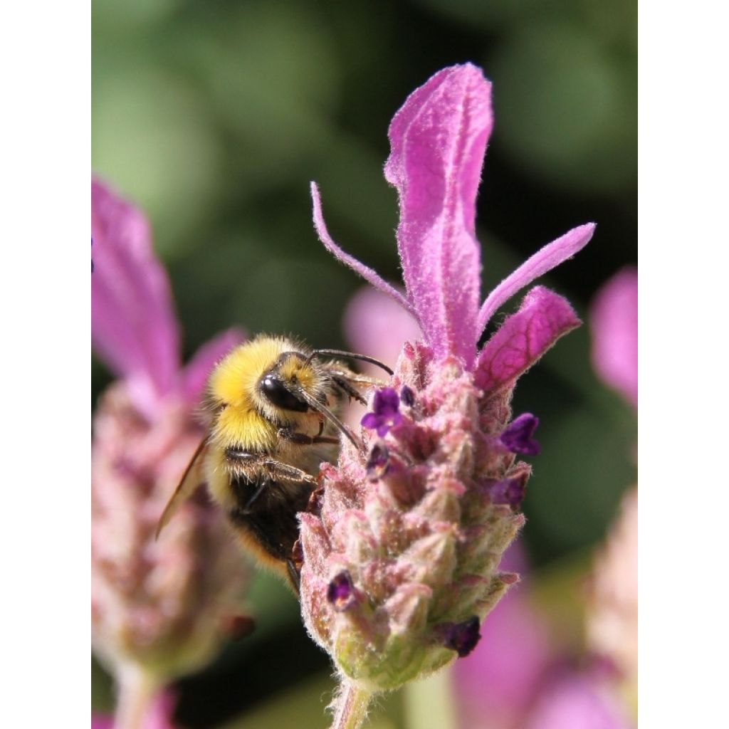 Lavandula stoechas
