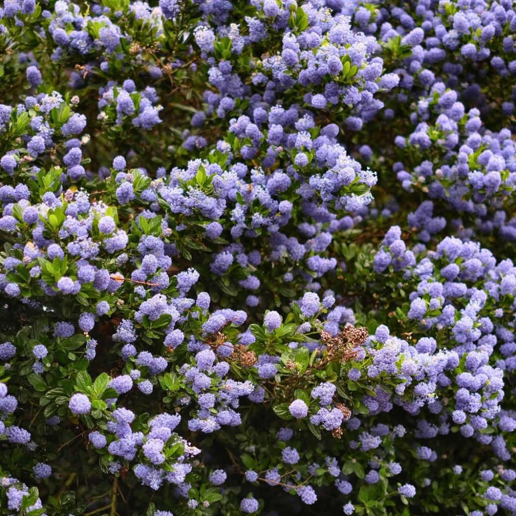 Ceanothus Skylark