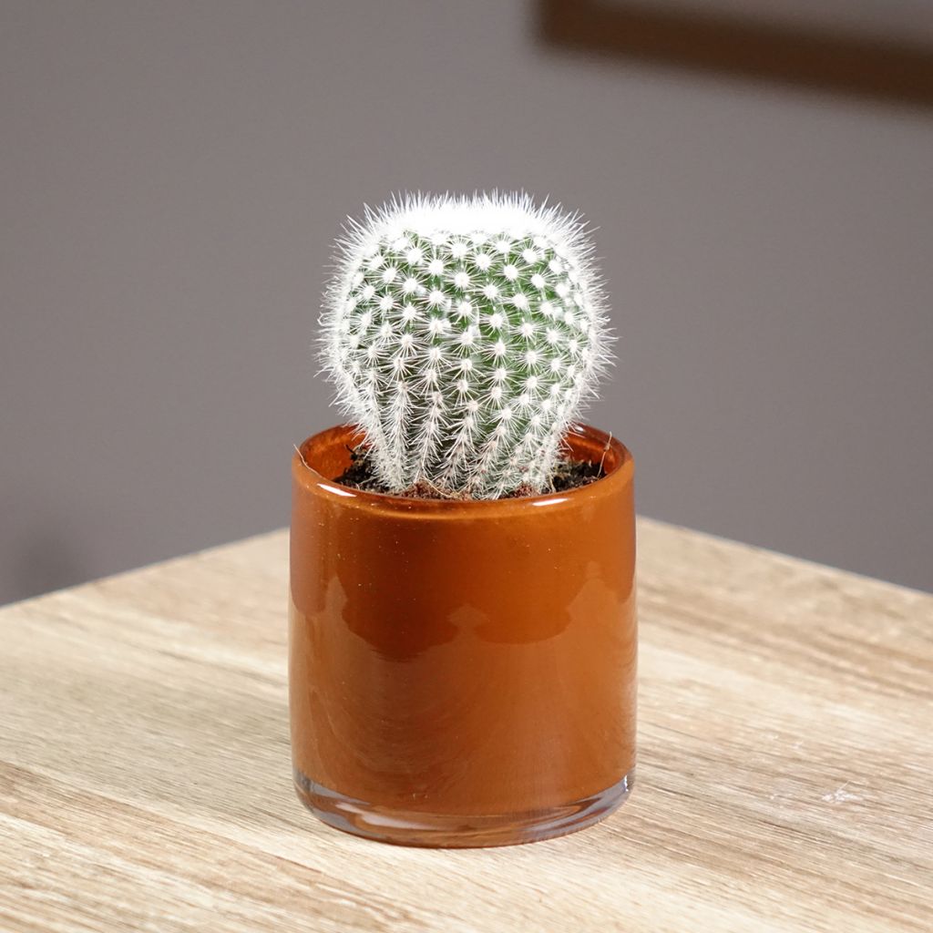Cactus - Mammillaria hahniana