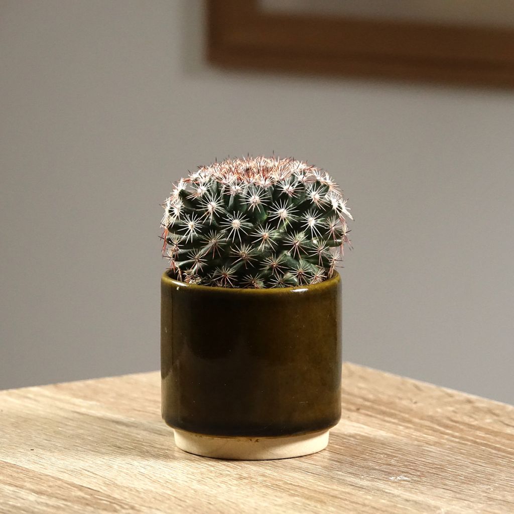 Cactus - Mammillaria heyderi