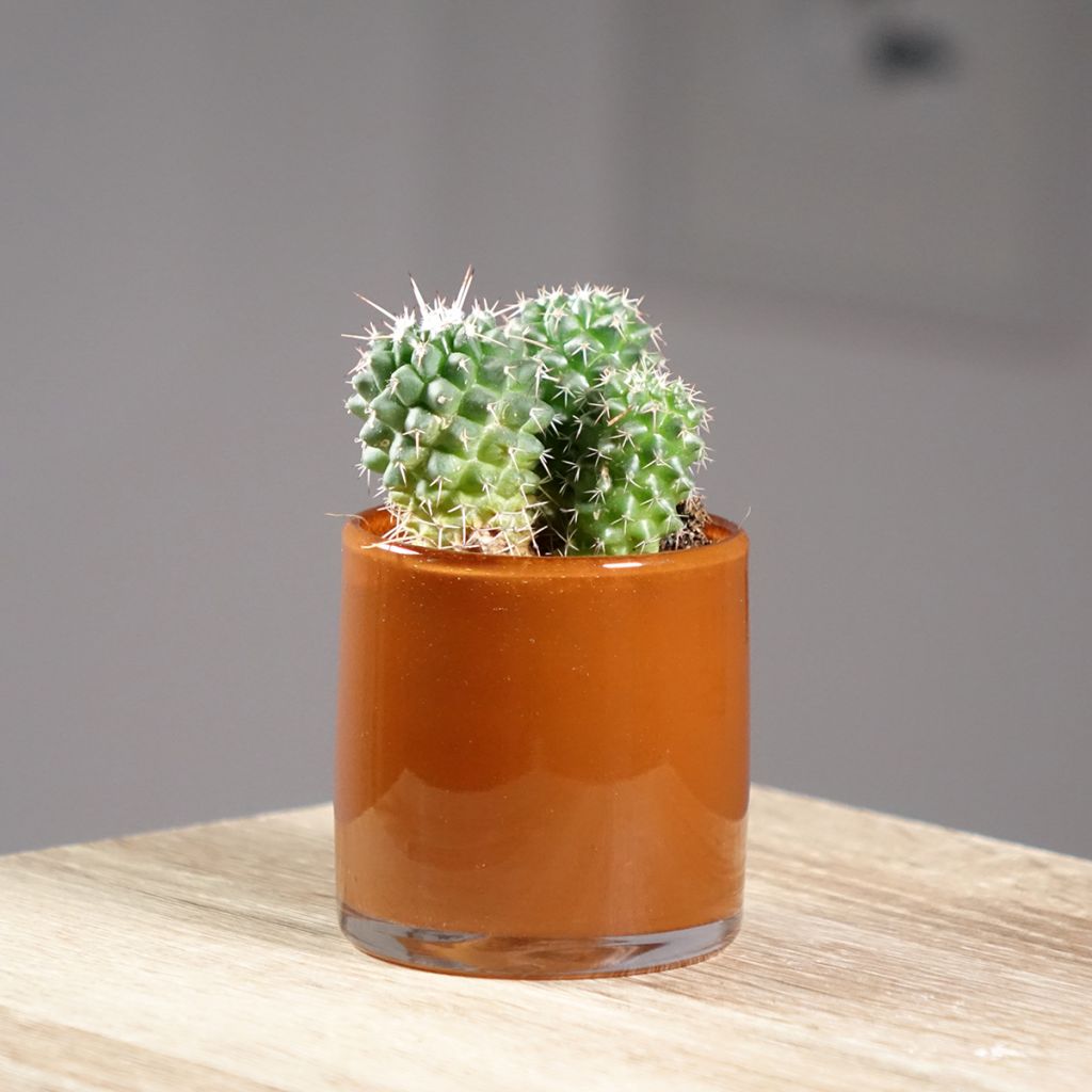 Cactus - Mammillaria Toluca