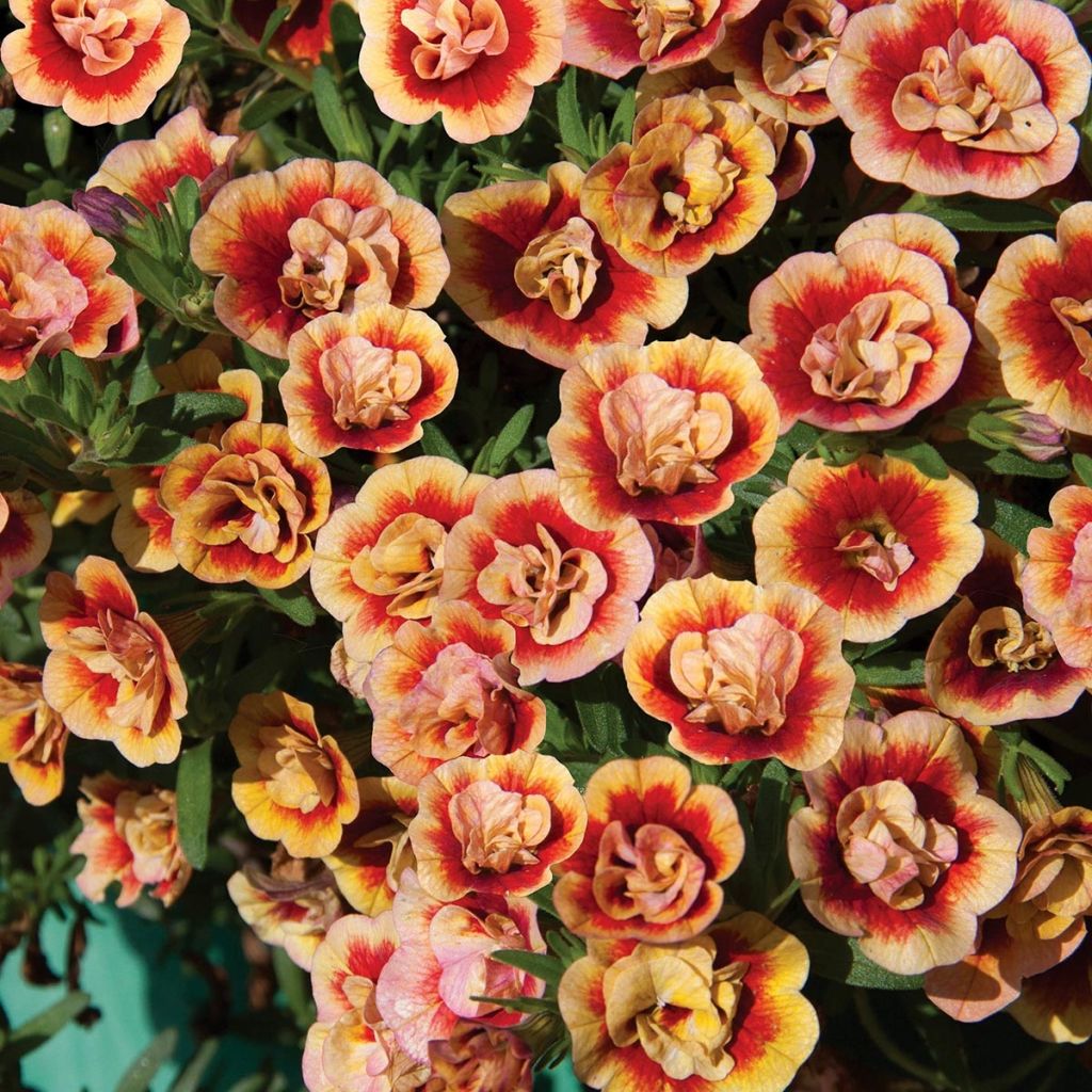 Calibrachoa Neo Double OrangeTastic - Petunia nana