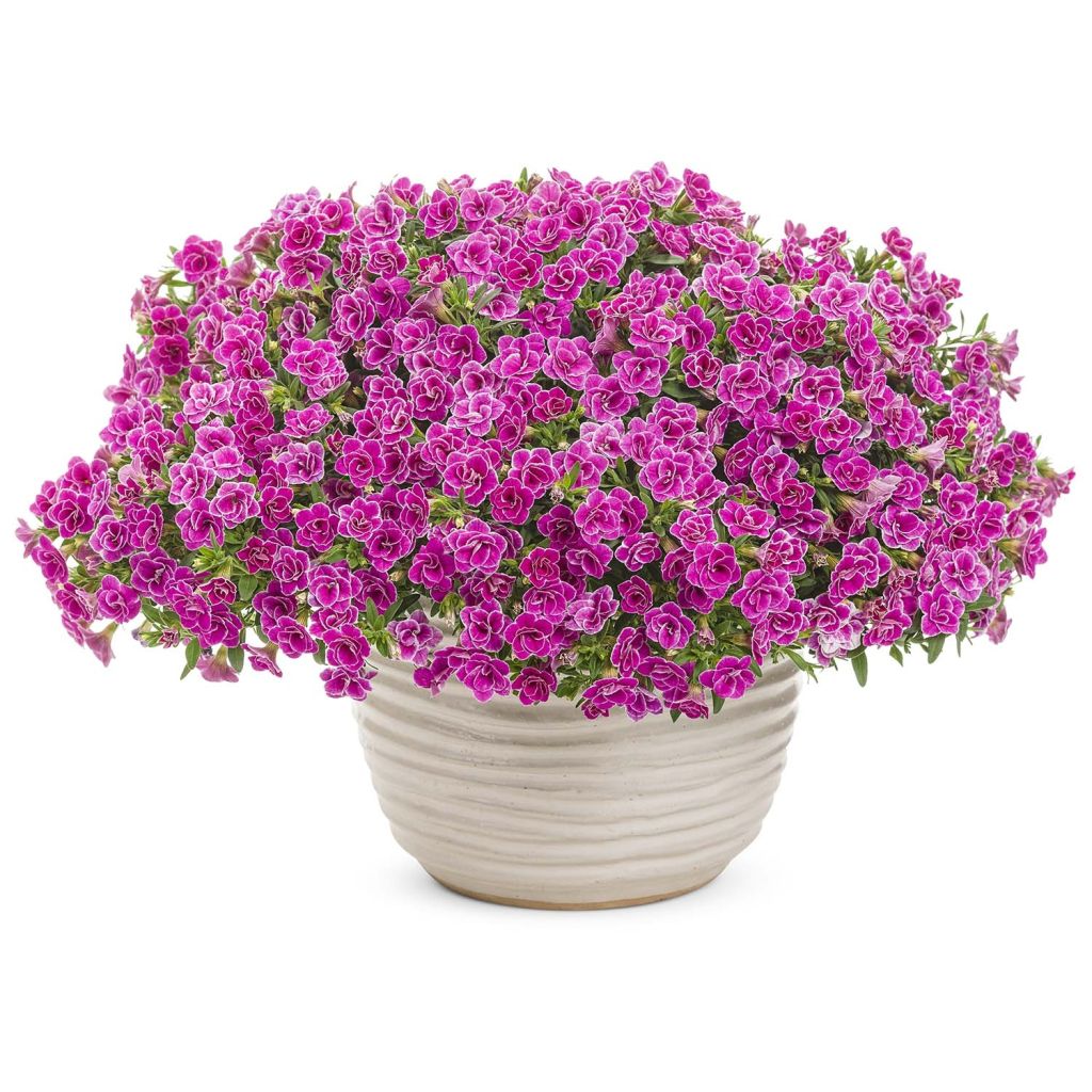 Calibrachoa Superbells Sweet Love - Petunia nana