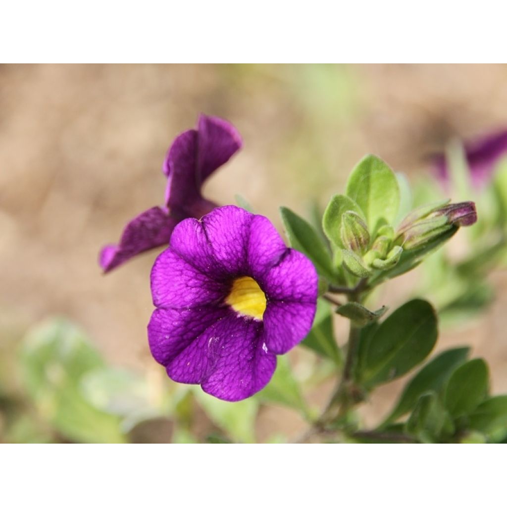 Calibrachoa Superbells Unique Blue Violet - Petunia nana